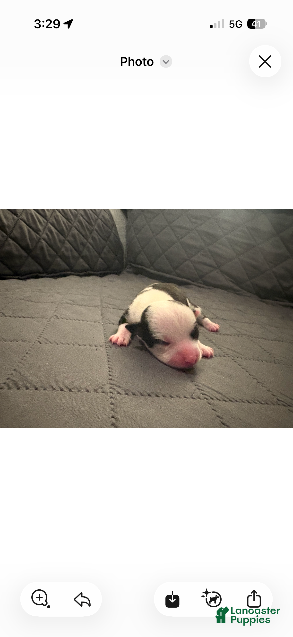 Chorkie dogs Oreo - Ad 31