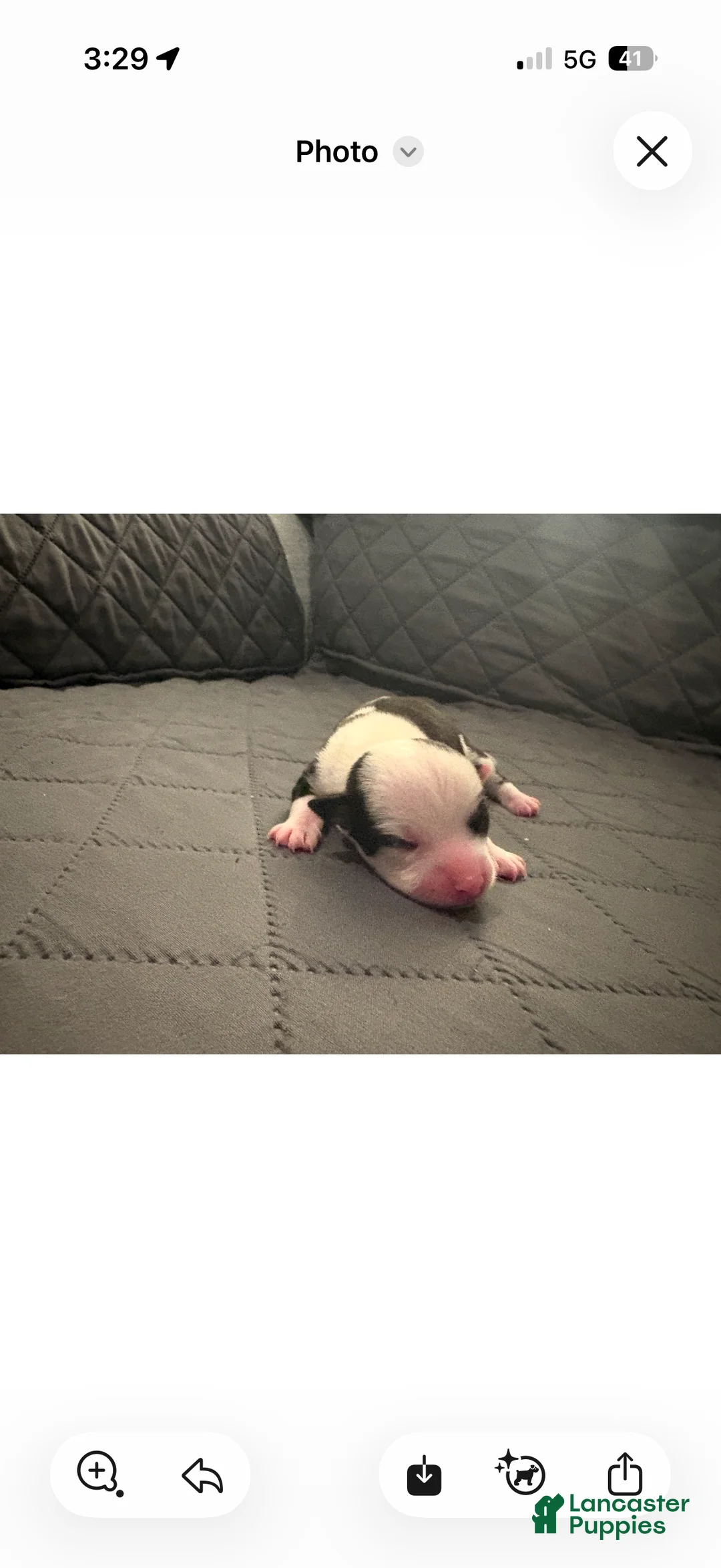 Chorkie dogs for sale: Oreo - Ad 1