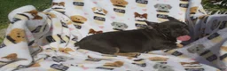 French Bulldog dogs for sale: French Bulldog 5 - Ad 5