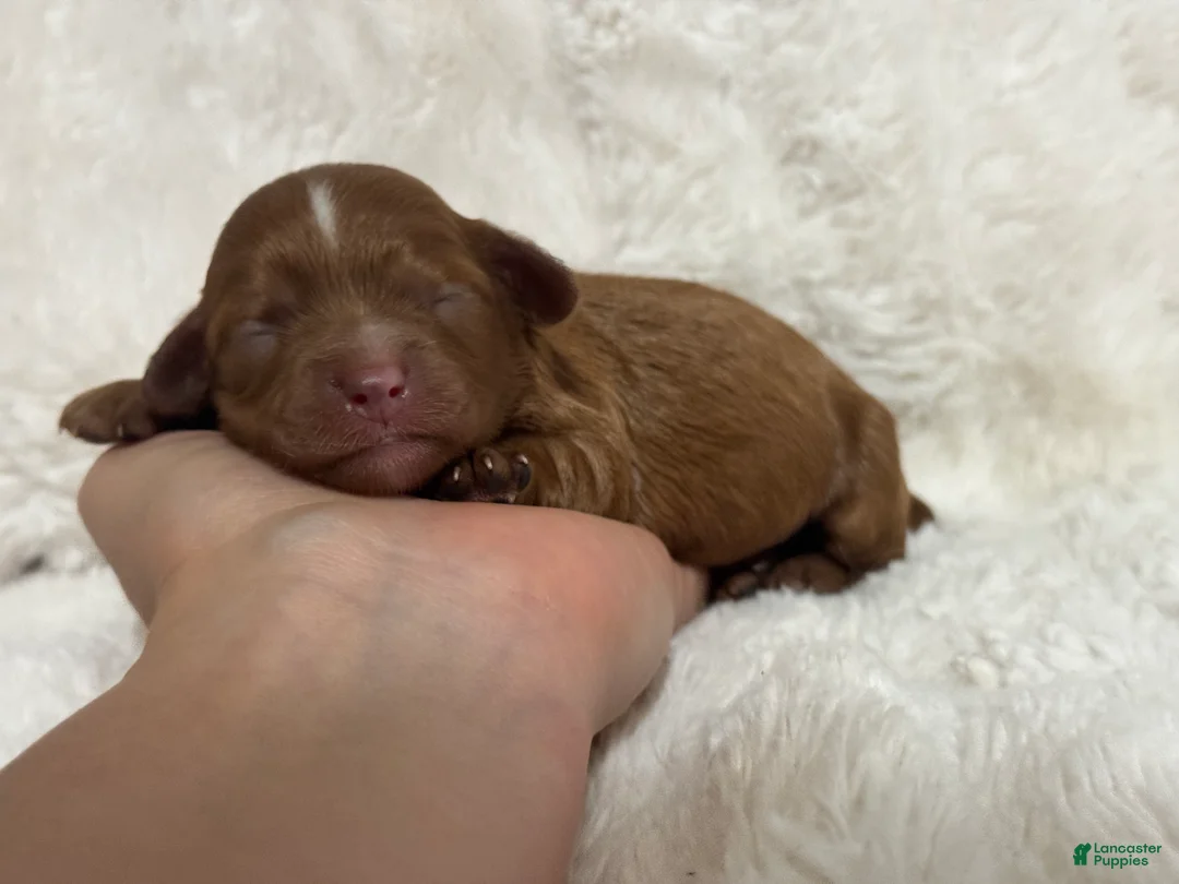 Cavapoo dogs for sale: Dahlia Faye - Ad 2