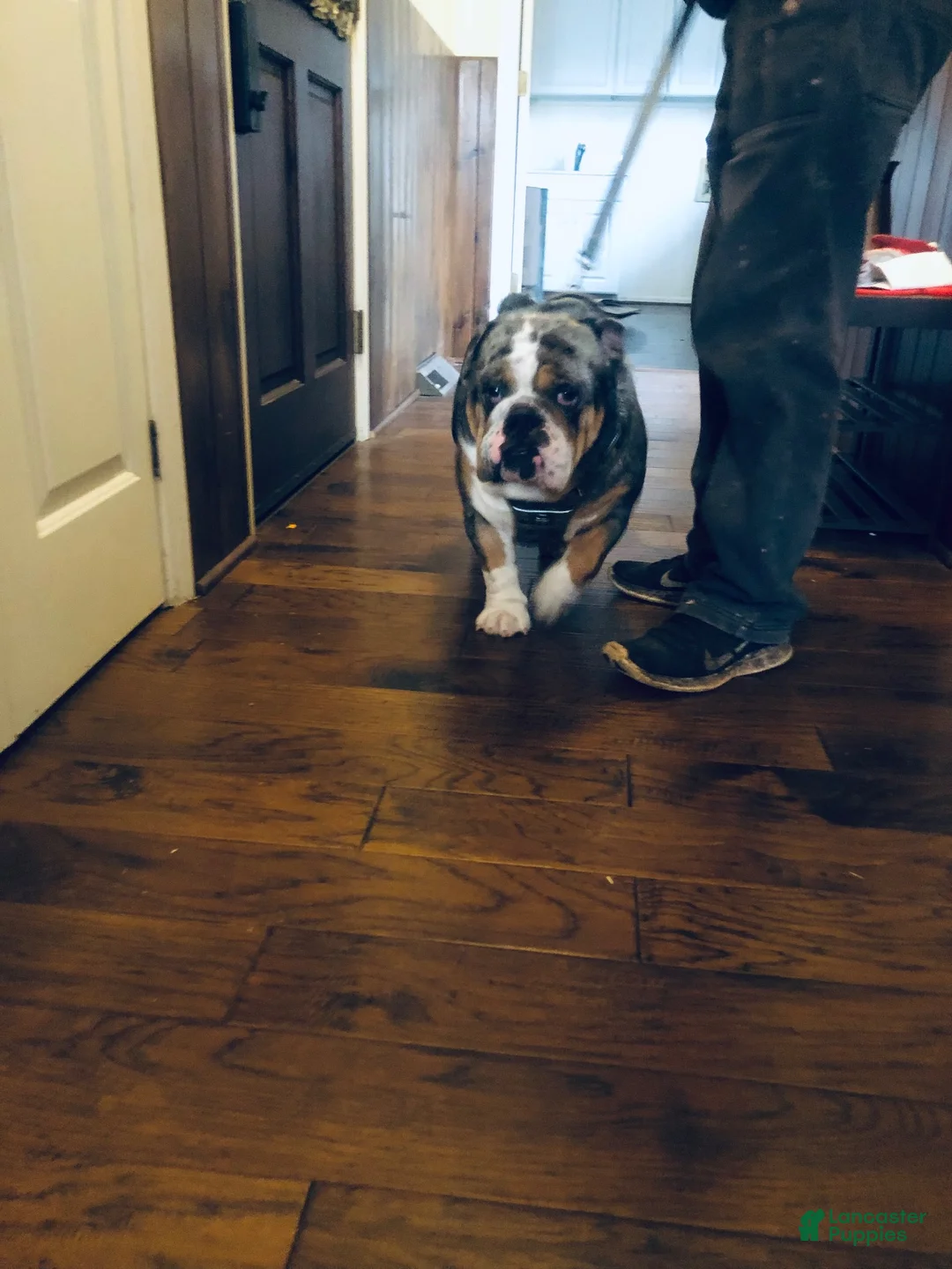 English Bulldog dogs for sale: English Bulldog 1 - Ad 2