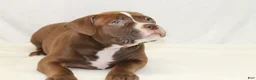 American Bully dogs for sale: American Bully male - Ad 5