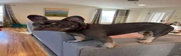 French Bulldog dogs for sale: Hera - Ad 5