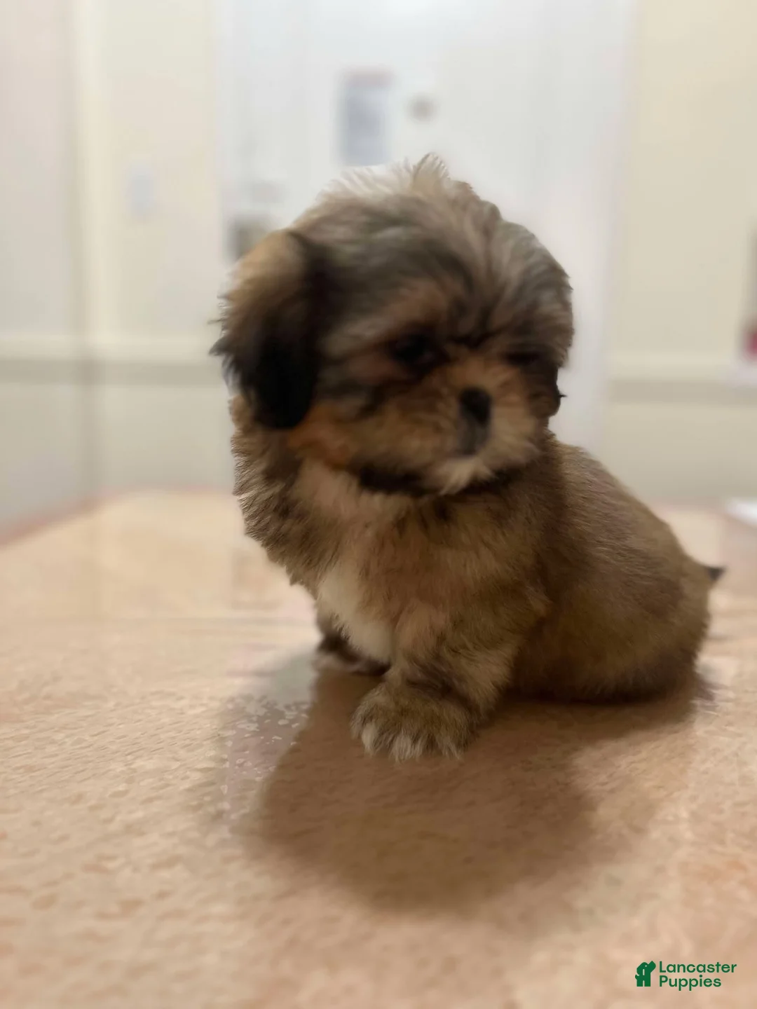 Shih Tzu dogs for sale: Jen Jen - Ad 3