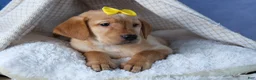 Labrador Retriever dogs for sale: DUNKIN - Ad 8