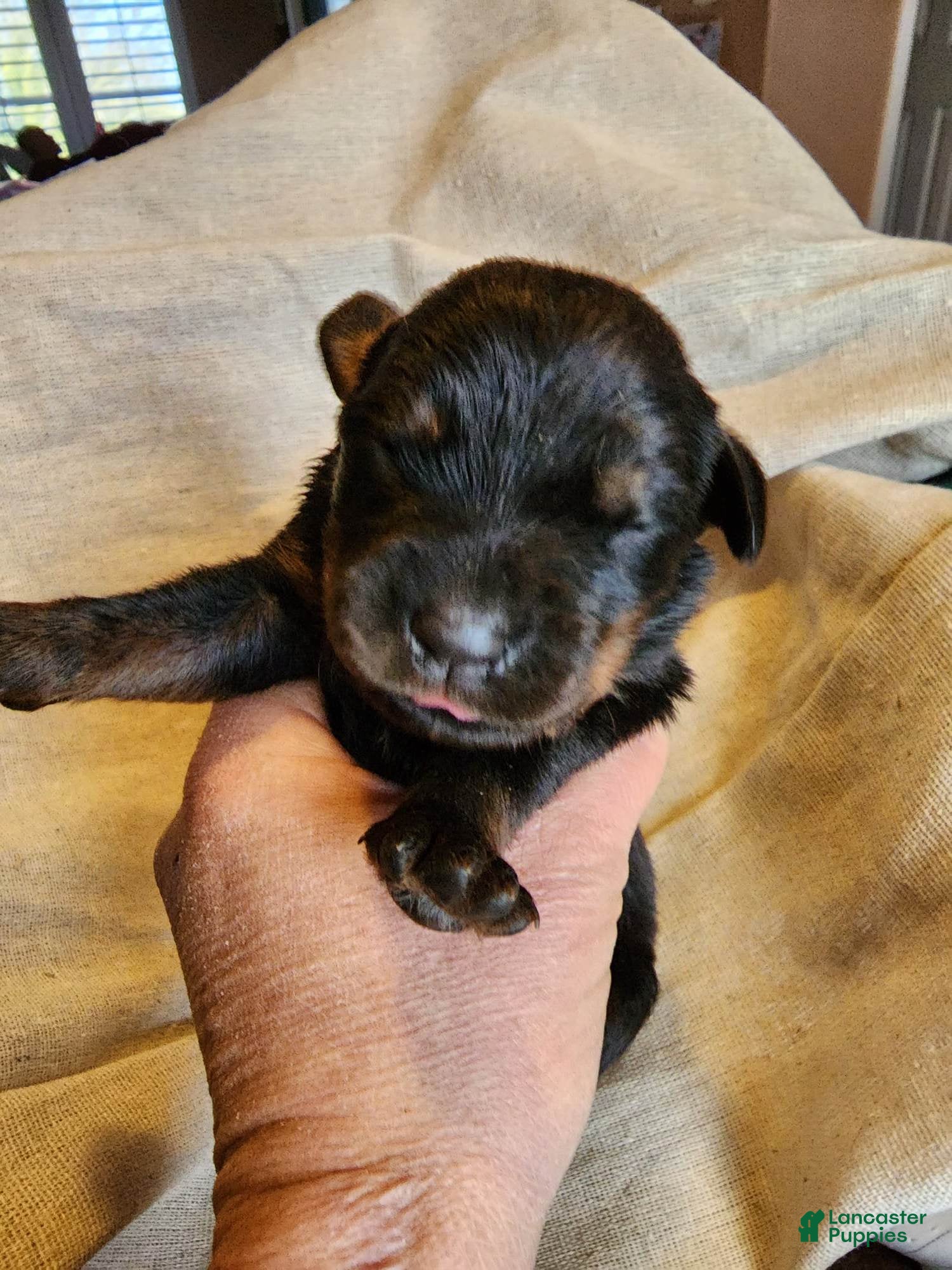 Rottweiler dogs Rott F2 - Ad 9