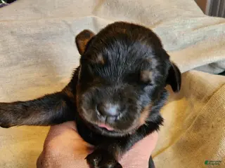 Rottweiler dogs Rott F2 - Ad 9