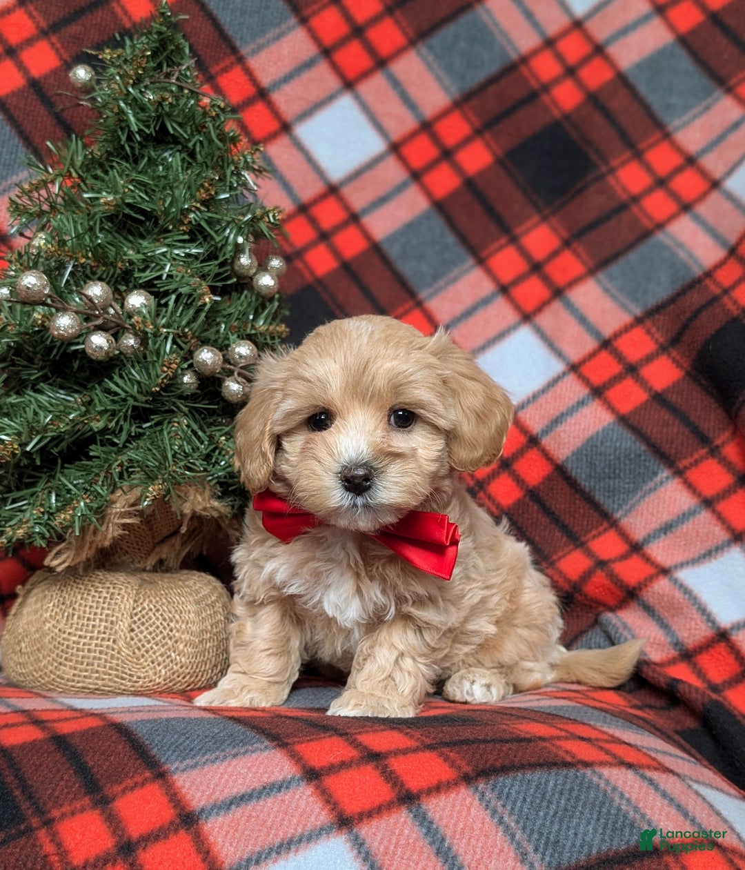 Maltipoo dogs for sale: Zaden 8 lbs Full Grown - Ad 1