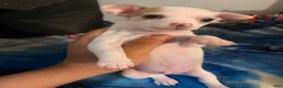 Chihuahua dogs for sale: Troubles - Ad 2