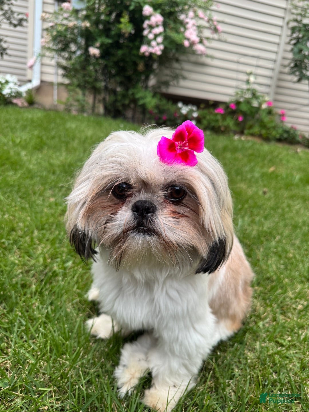 Shih Tzu dogs for sale: Shih Tzu Puppy 3 - Ad 2