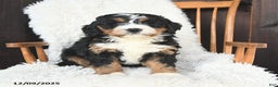Bernedoodle dogs for sale: Carol  - Ad 3