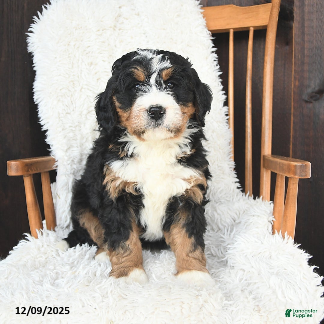 Bernedoodle dogs for sale: Carol  - Ad 3