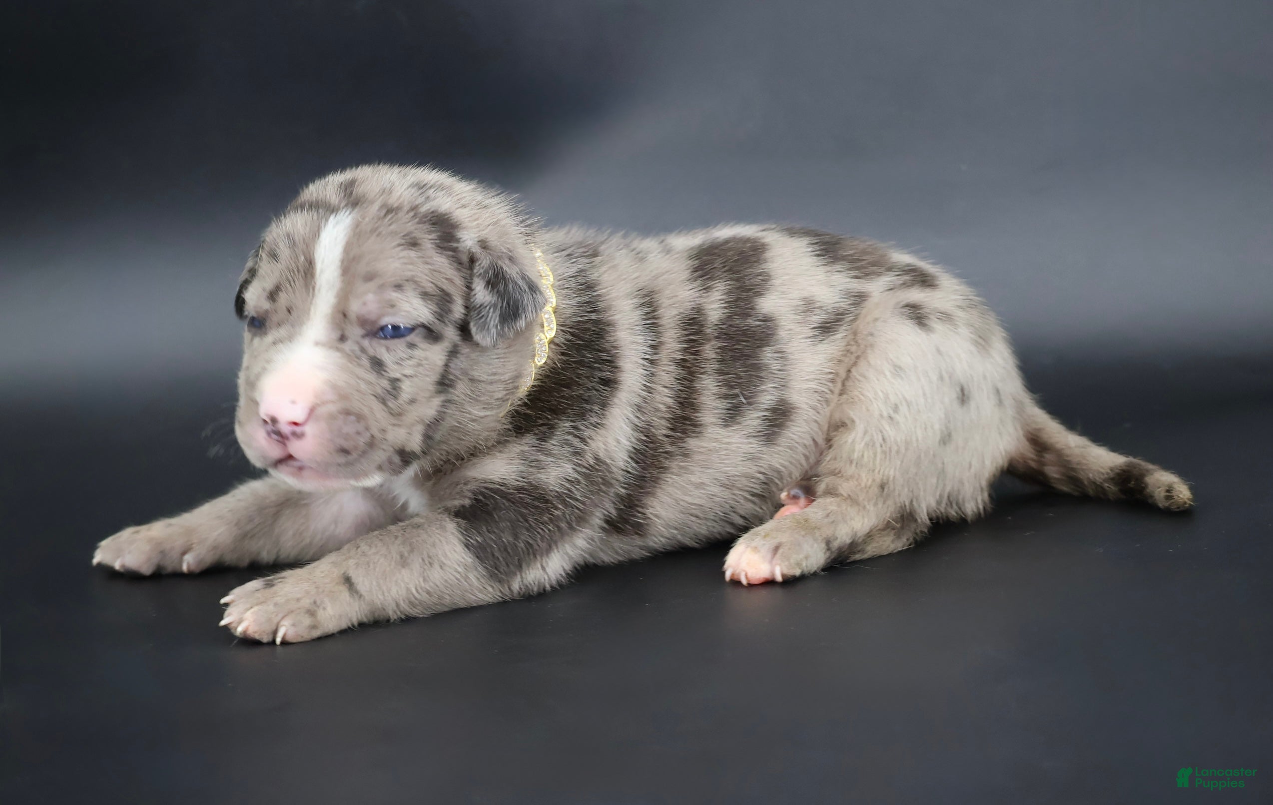 American Bully dogs Kufale - XL - ABKC - Ad 1