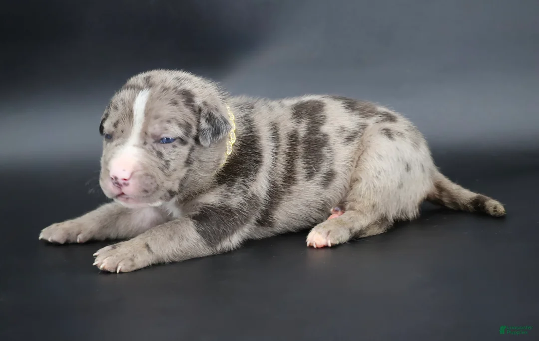 American Bully dogs for sale: Kufale - XL - ABKC - Ad 1