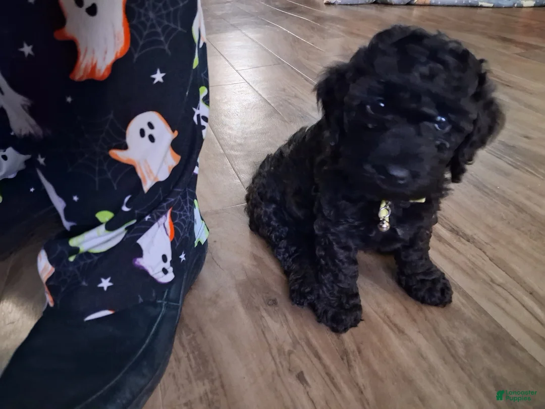 Mixed Breed dogs for sale: Mixed Breed Puppy 1 - Ad 1