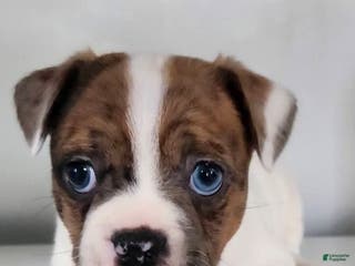 Mixed Breed dogs Mixed Breed Puppy 1 - Ad 39