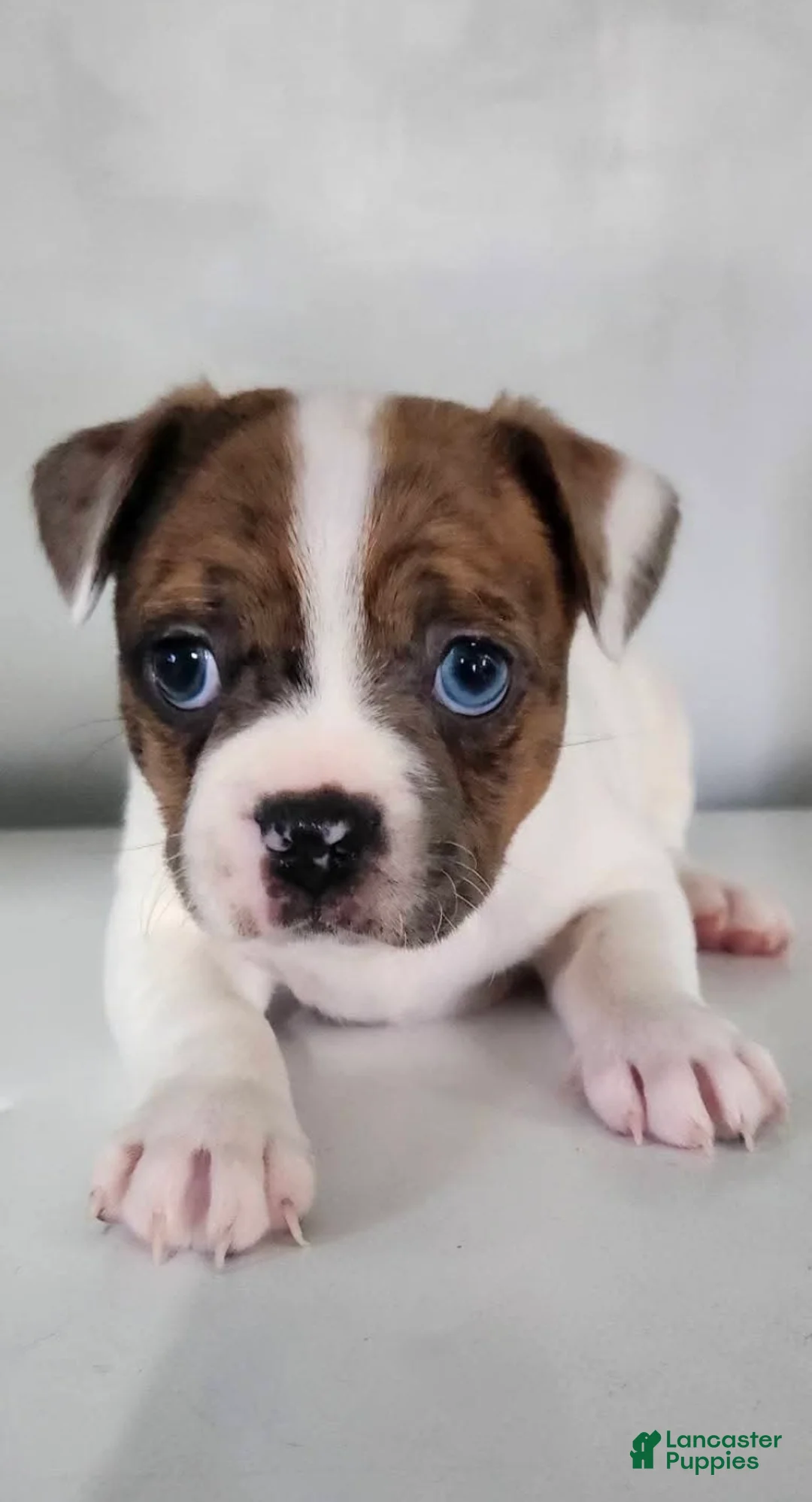 Mixed Breed dogs for sale: Mixed Breed Puppy 1 - Ad 1