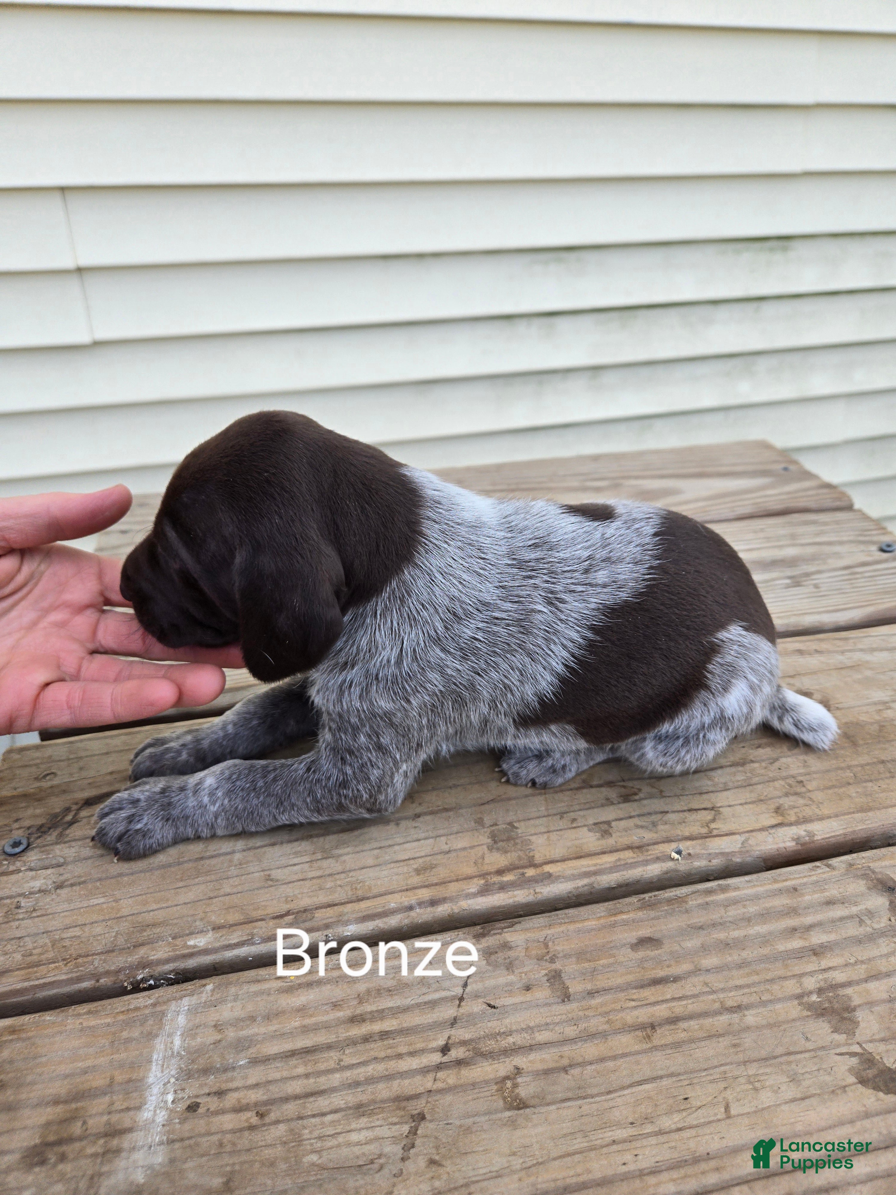 German Shorthaired Pointer dogs Bronze  - Ad 1