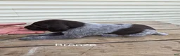 German Shorthaired Pointer dogs for sale: Bronze  - Ad 1