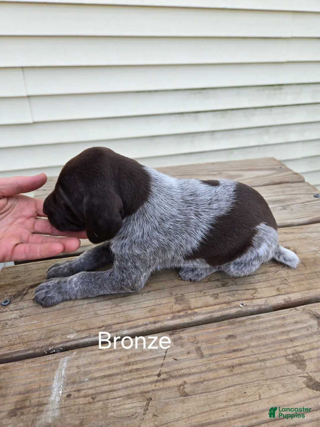 German Shorthaired Pointer dogs for sale: Bronze  - Ad 1