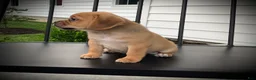 Puggle dogs for sale: Sasha - Ad 4