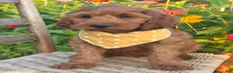 Irish Doodle dogs for sale: Olive - Ad 9
