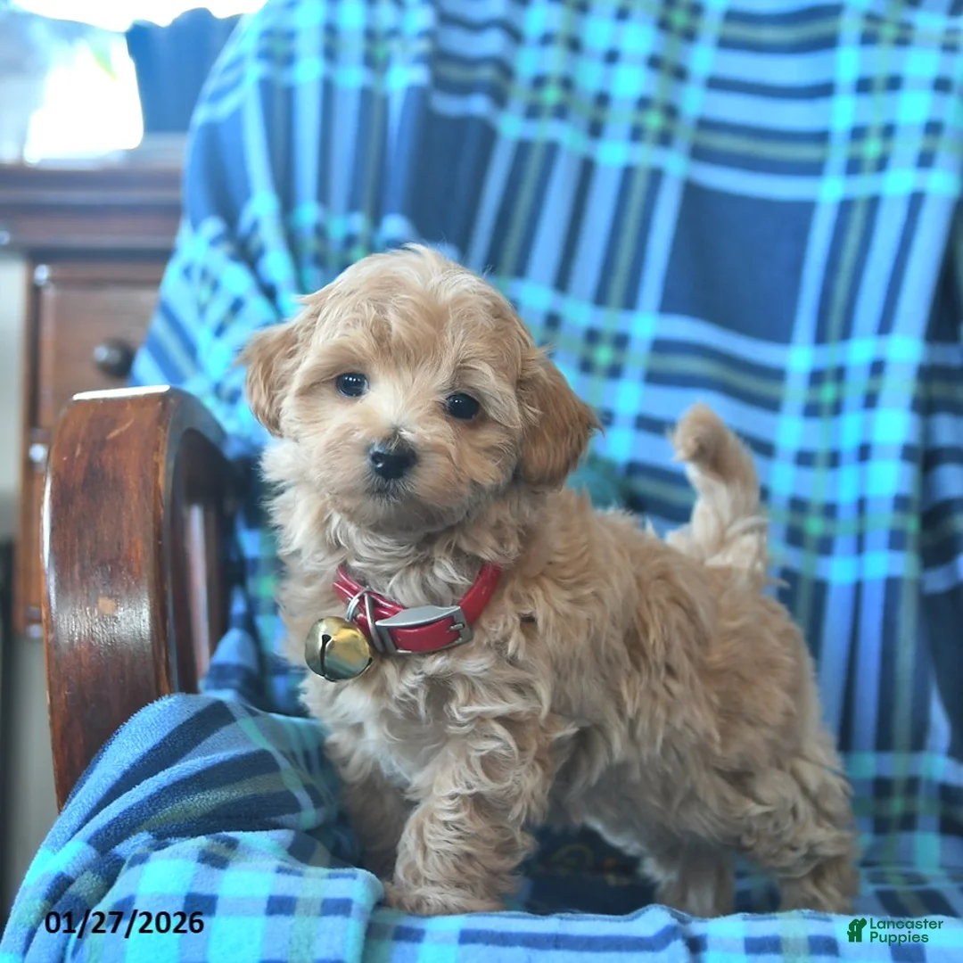 Maltipoo dogs for sale: Lillian  - Ad 2