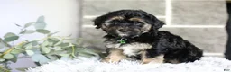 Maltipoo dogs for sale: Bear - Ad 9