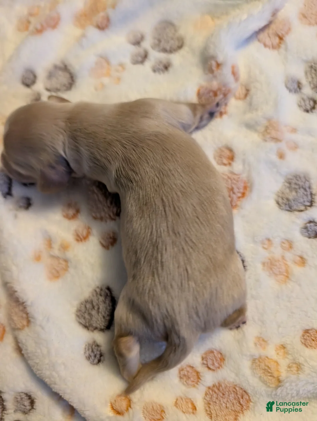 Miniature Dachshund dogs for sale: Cream hidden dapple long haired boy - Ad 1