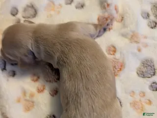 Miniature Dachshund dogs Cream hidden dapple long haired boy - Ad 11