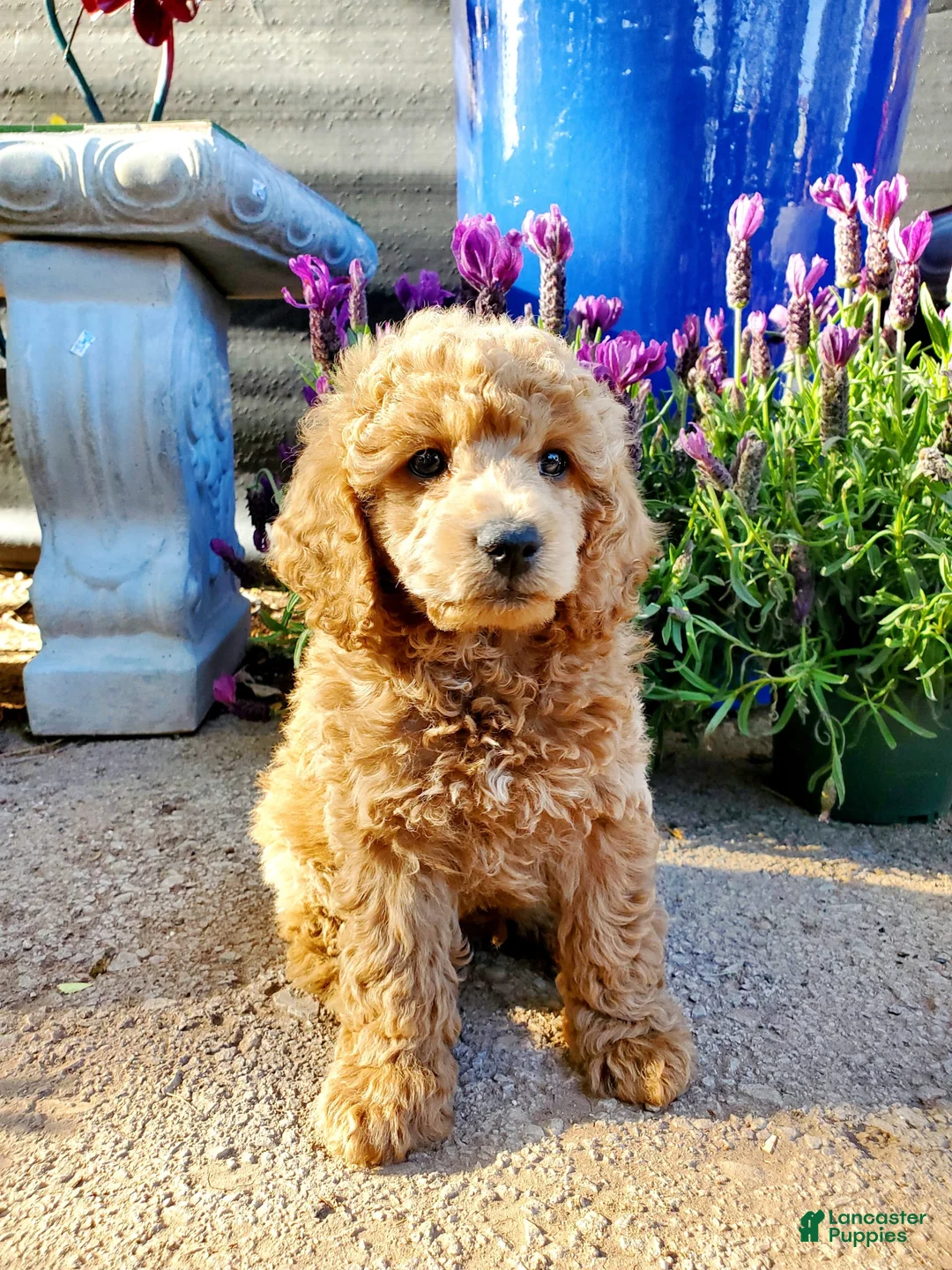 Gallery Image {{count}}