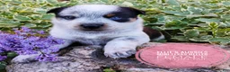 Mixed Breed dogs for sale: Cotton Tail - Ad 3