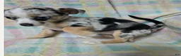 Chihuahua dogs for sale: Little - Ad 6