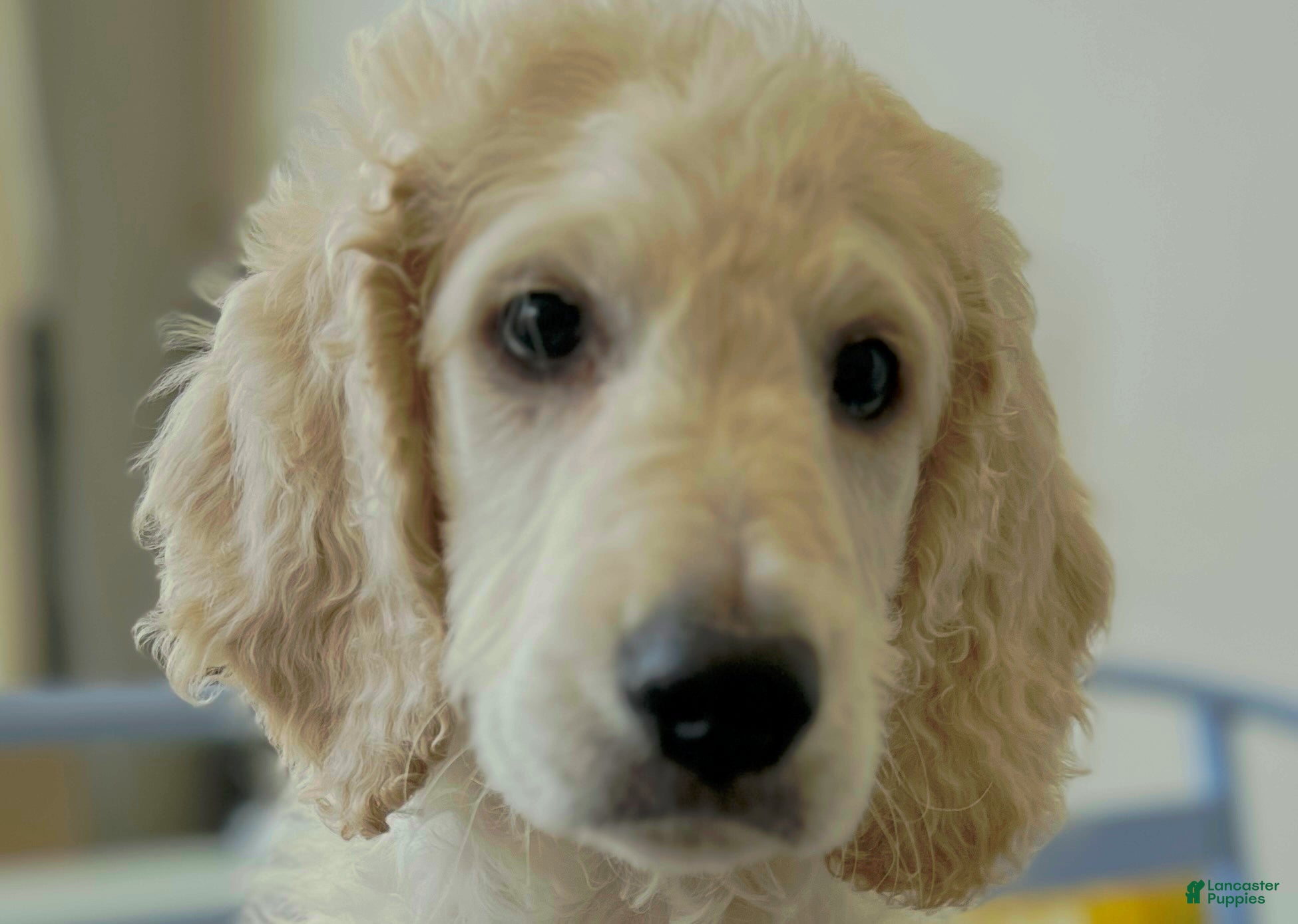 Goldendoodle dogs Honey Biscuit🍯 - Ad 2