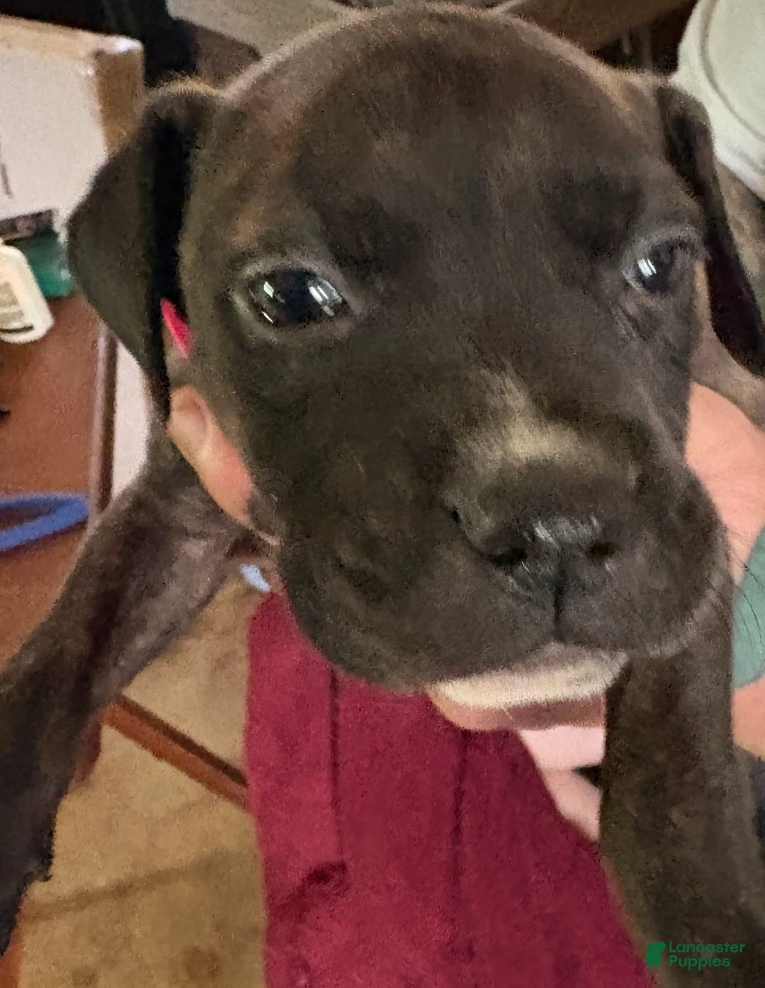Mixed Breed dogs for sale: Dancer - Ad 2