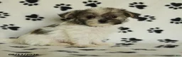 Shorkie dogs for sale: Iron - Ad 3