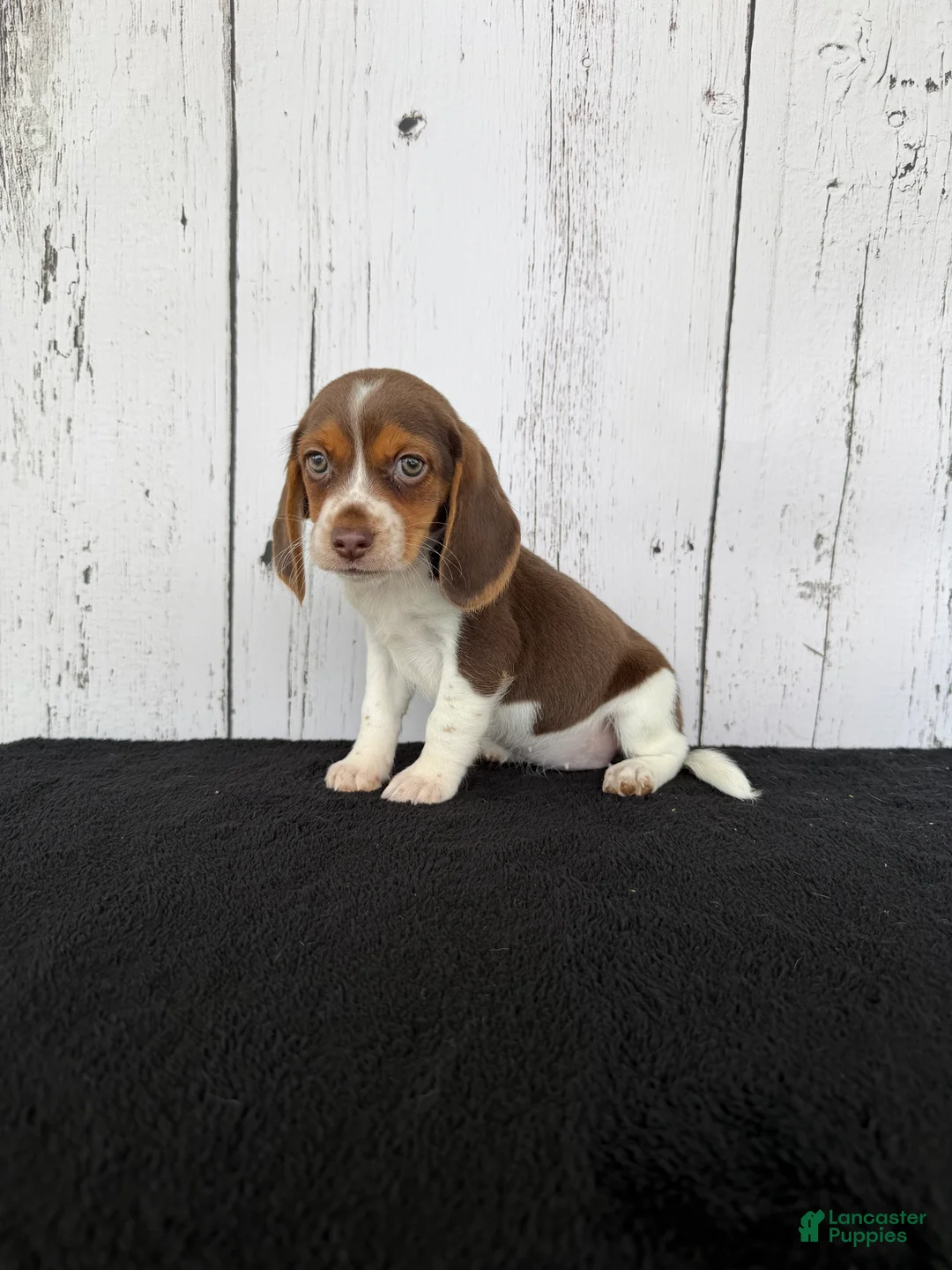 Beagle dogs for sale: Layla - Ad 1