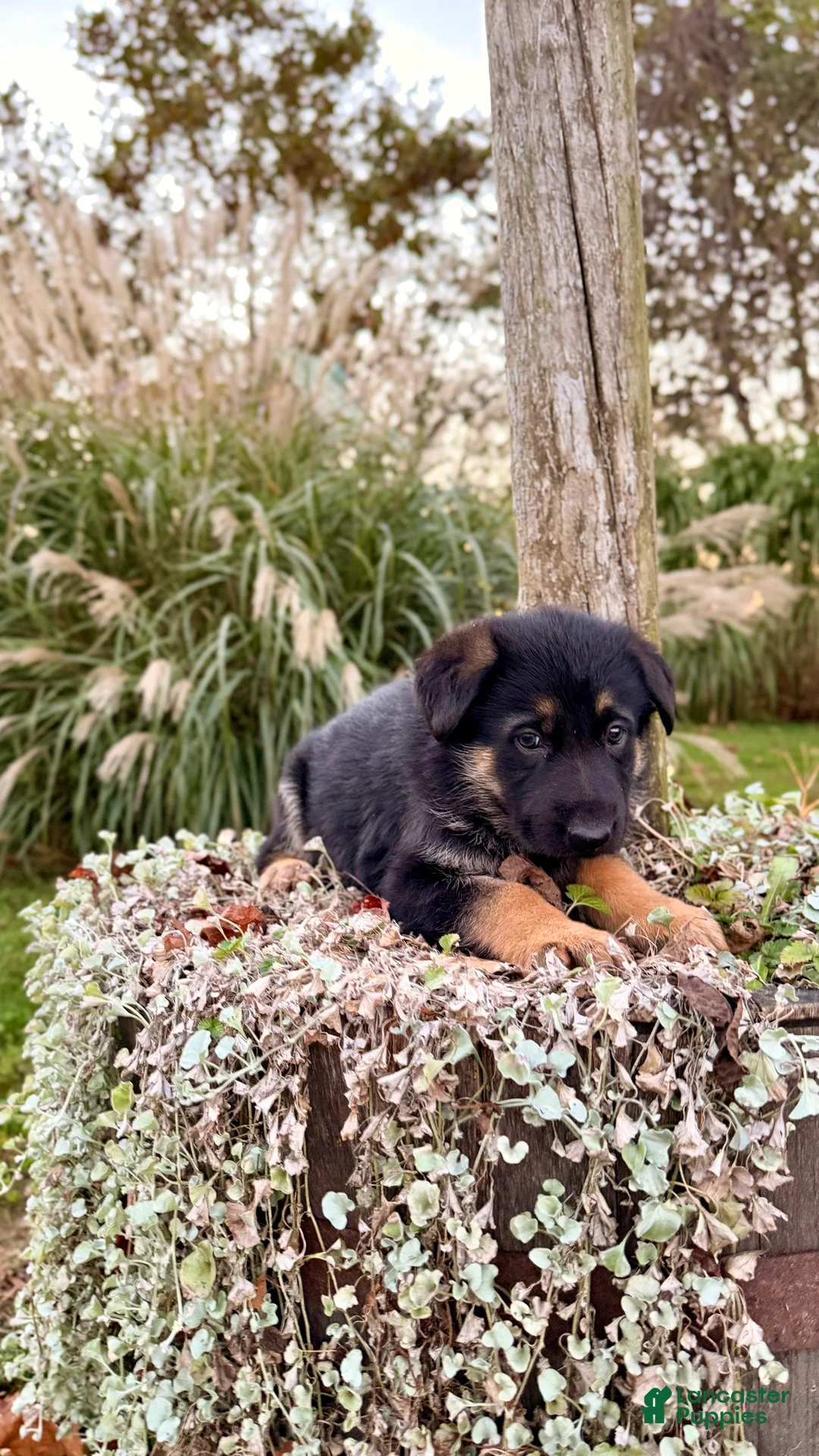 German Shepherd dogs for sale: Bramble - Ad 2