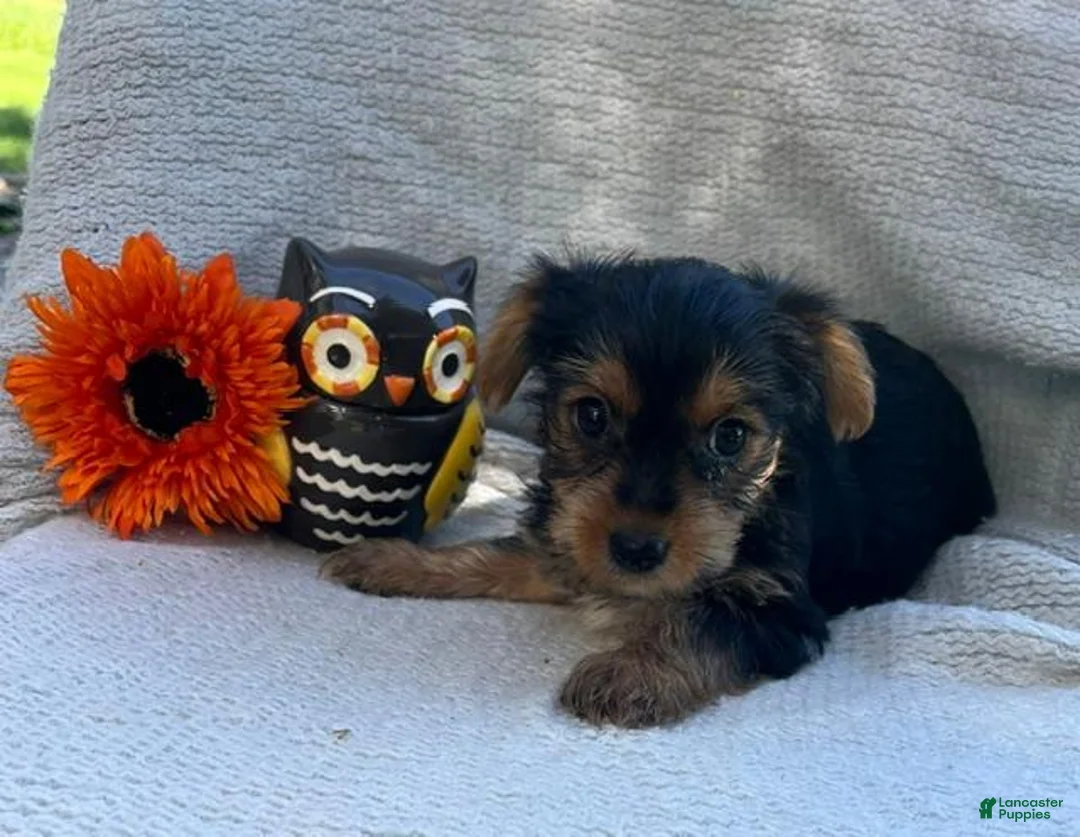 Yorkshire Terrier dogs for sale: Windy - Ad 3