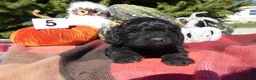 Cavapoo dogs for sale: Cavapoo 5 Black Star - Ad 3