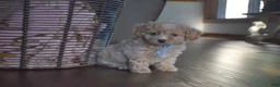 Cavapoochon dogs for sale: Rascal - Ad 4