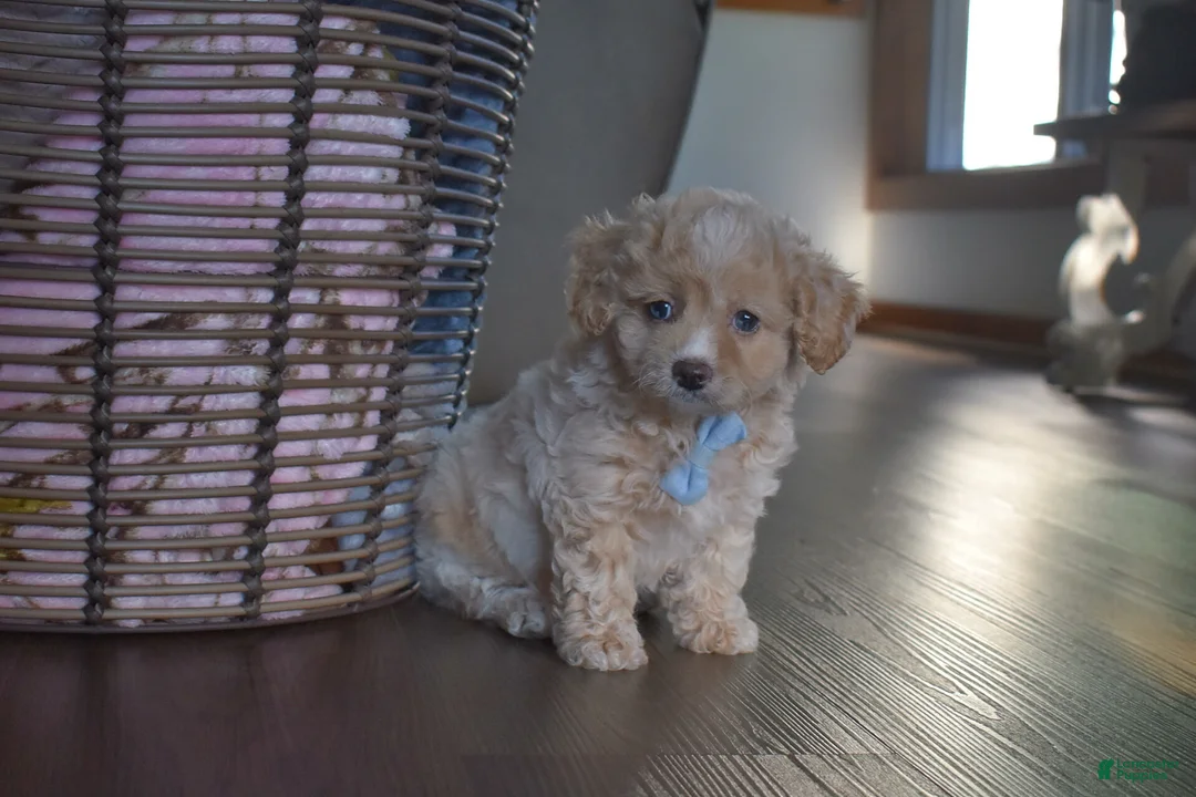 Cavapoochon dogs for sale: Rascal - Ad 4