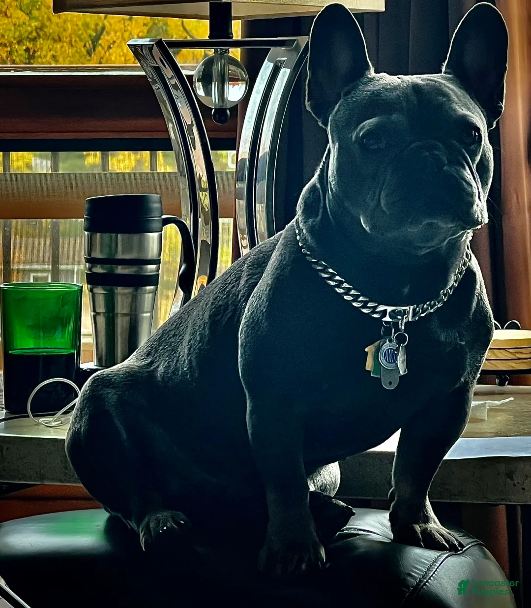 French Bulldog dogs for sale: DAISY - Ad 7