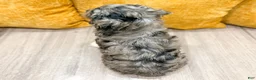 Cockapoo dogs for sale: Bear  - Ad 5