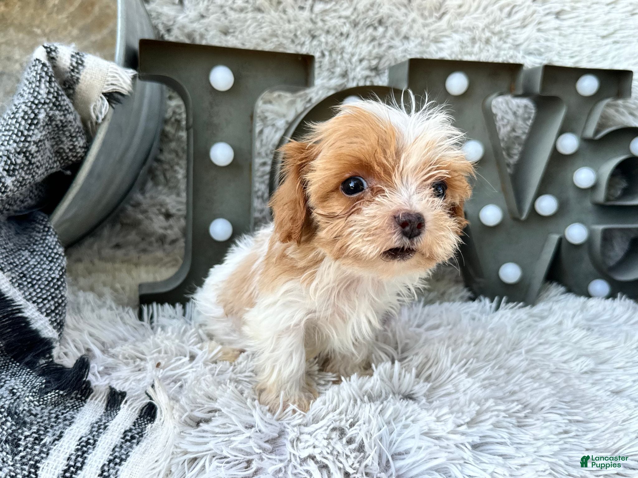 Cavapoo dogs Acorn - Ad 3