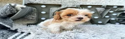 Cavapoo dogs for sale: Acorn - Ad 1