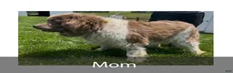 Newfoundland dogs for sale: Jenny -  New Video - Ad 7
