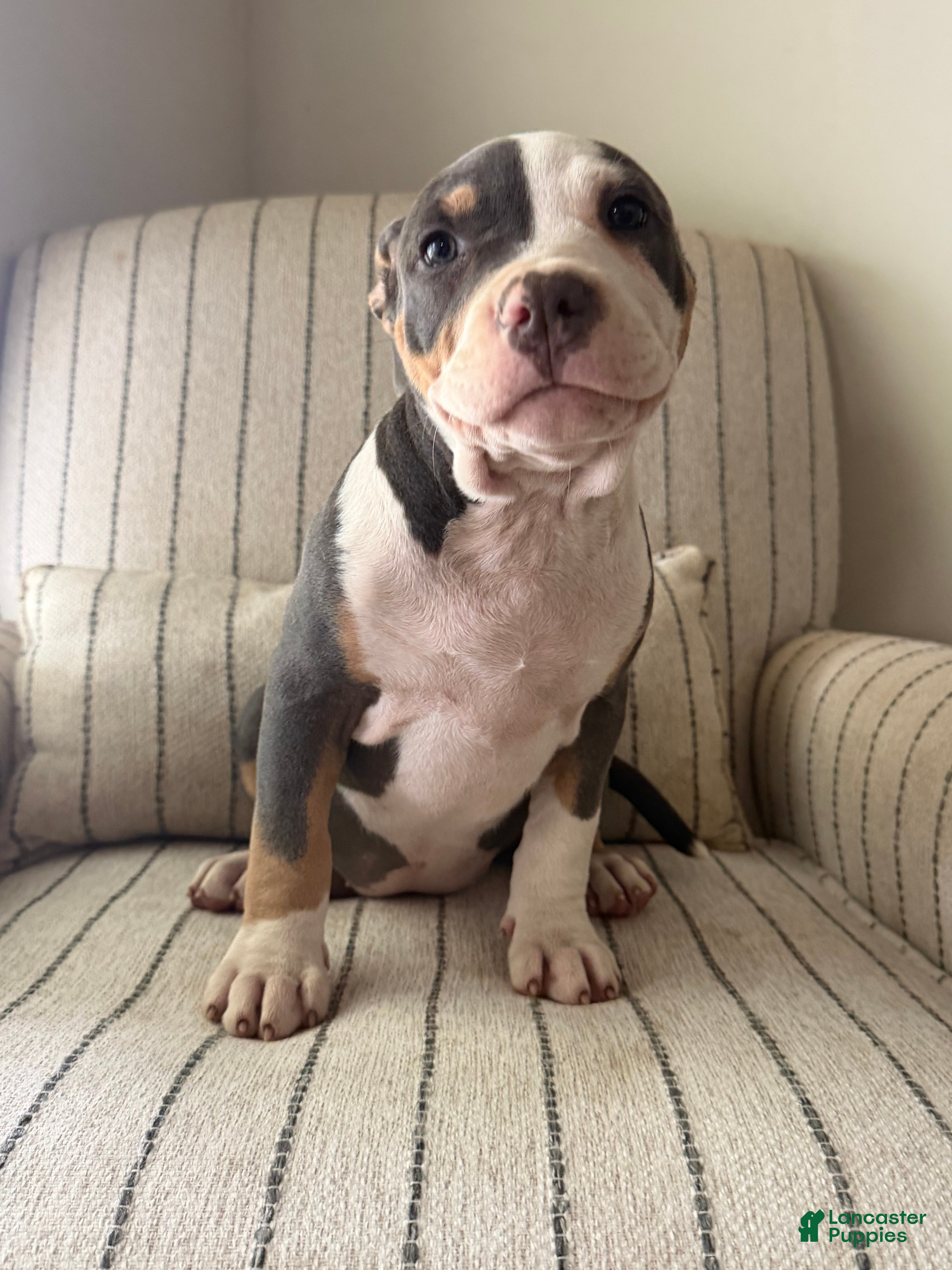 American Bully dogs Lucy - Ad 1