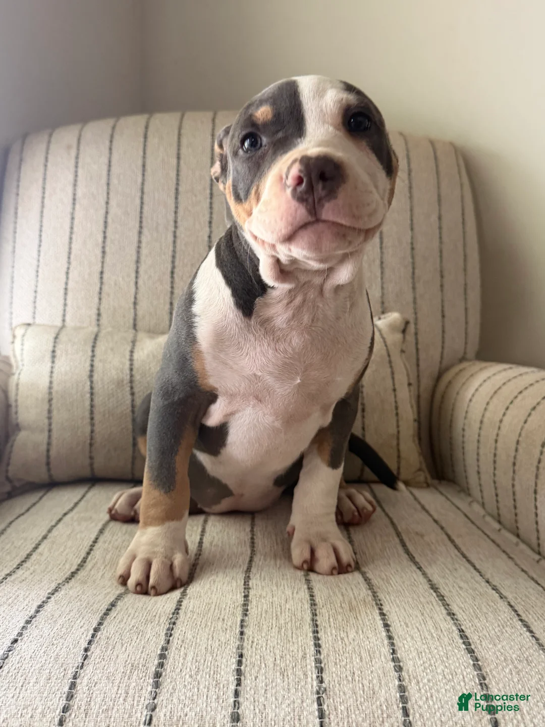 American Bully dogs for sale: Lucy - Ad 1
