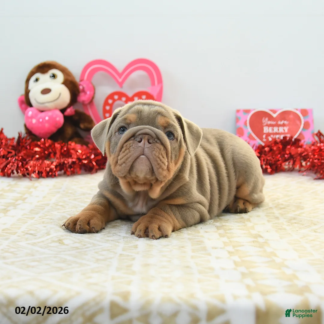 English Bulldog dogs for sale: Royce - Ad 4